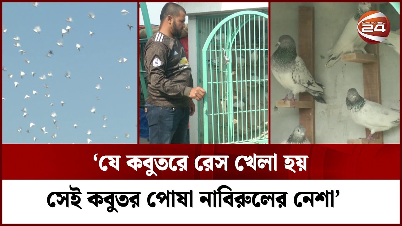 ‘যে কবুতরে রেস খেলা হয় সেই কবুতর পোষা নাবিরুলের নেশা’ | Pigeon | Channel 24