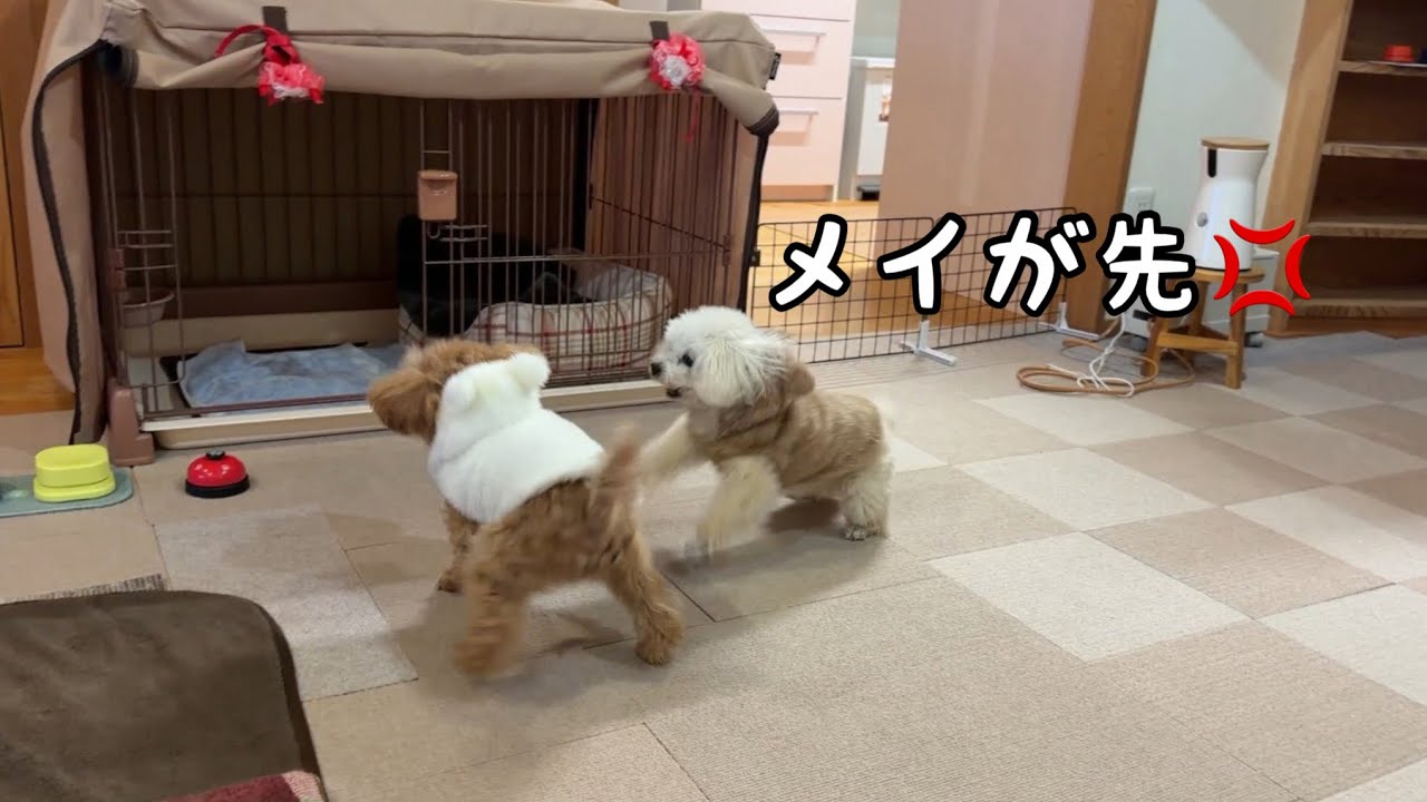 おやつの順番に厳しい姉犬