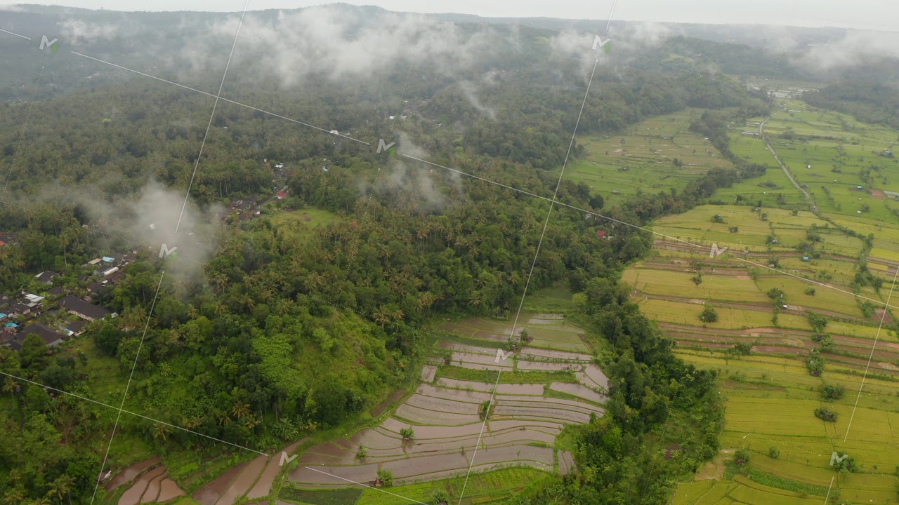 Irrigated rice fields near tropical rainforest in Bali. Aerial view of farm fields near small