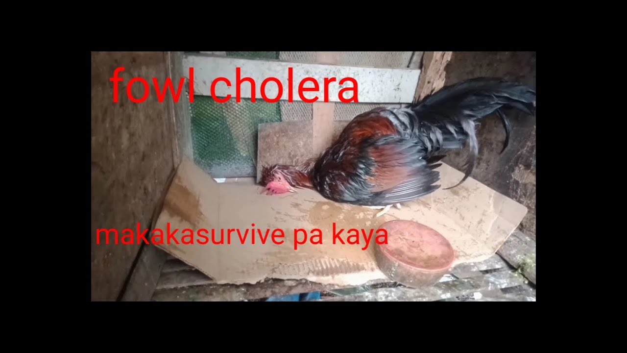 pano gamutin ang manok na may fowl cholera.