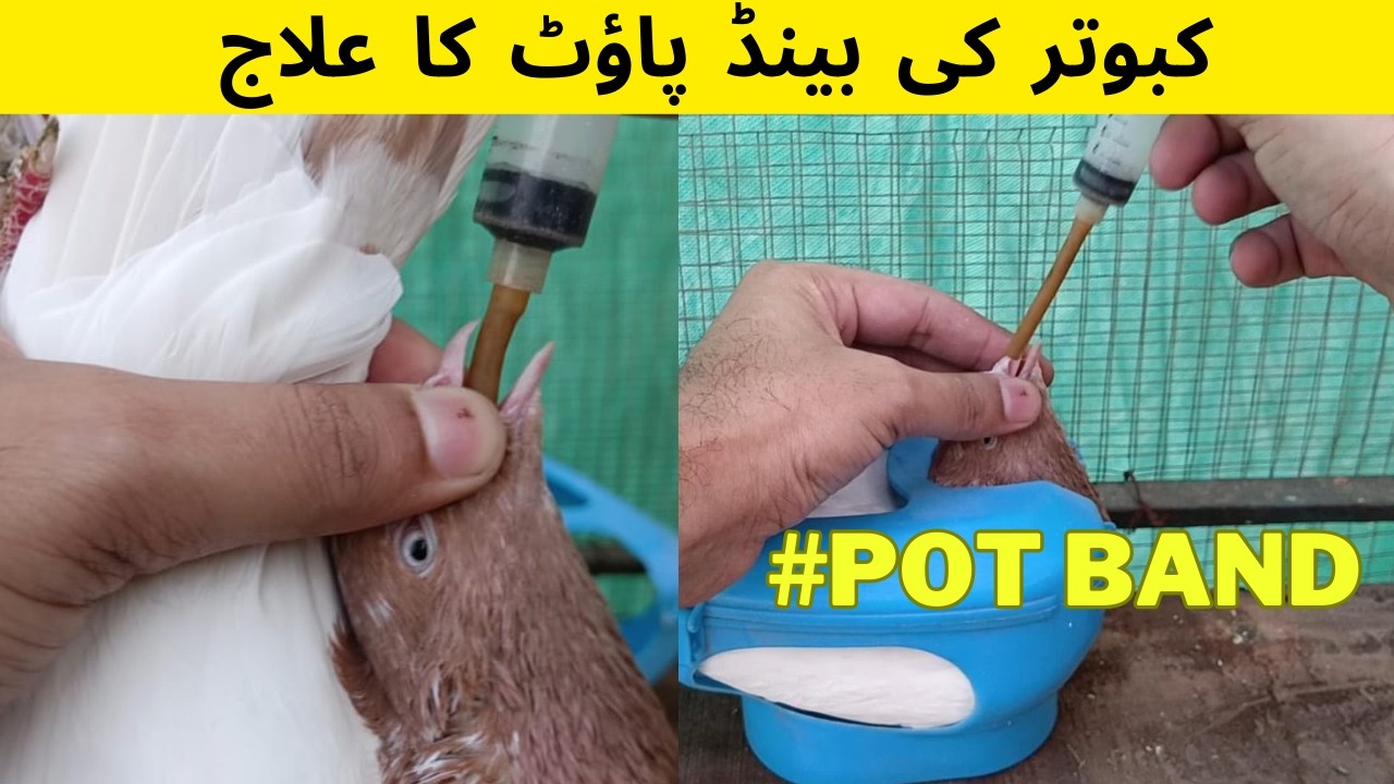 kabutar ki pot band ka ilaj | Pigeon ka pota jaam ka ilaj 2024