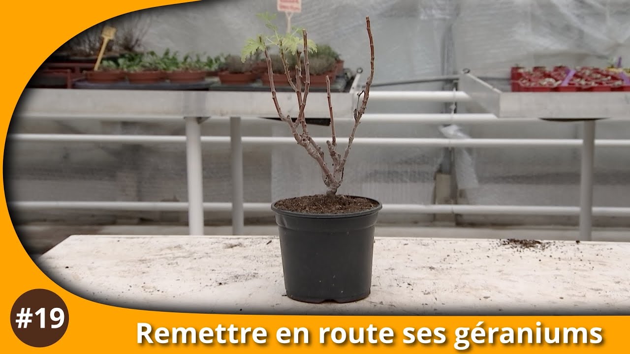 Atelier du Jardin : Remettre en route ses géraniums