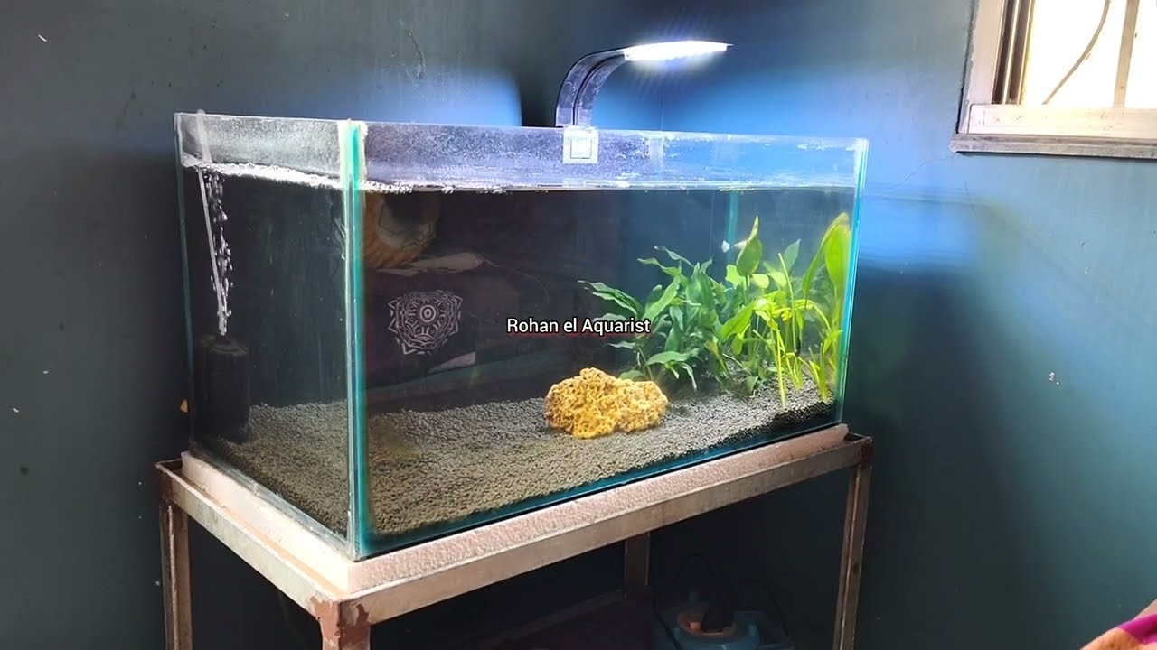 Planted Aquarium // #plantedtank // #plantedaquarium // #planted_aquarium_setup_idea // #aquascaping