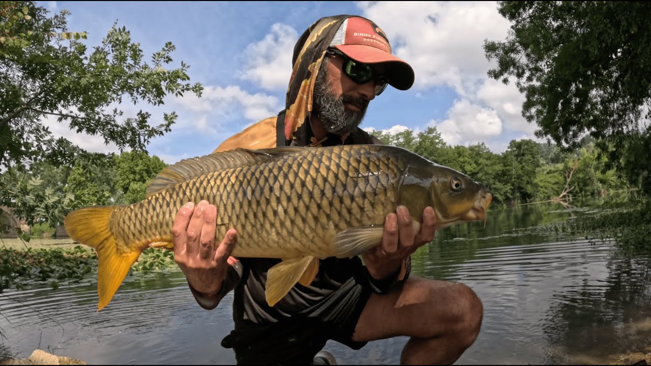 Pêche de La Carpe a la Mouche 🎣 Rivière & Nénuphars 🥵