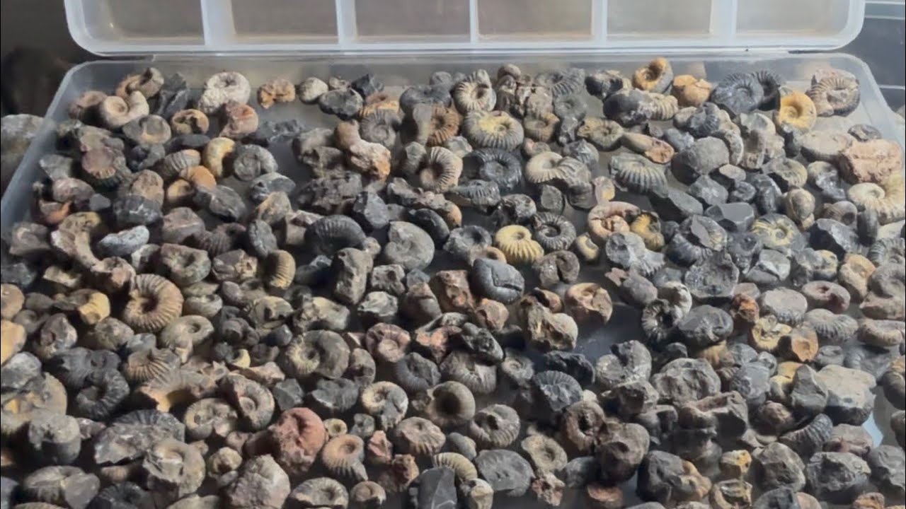 Colección de pequeños fósiles de Ammonite.