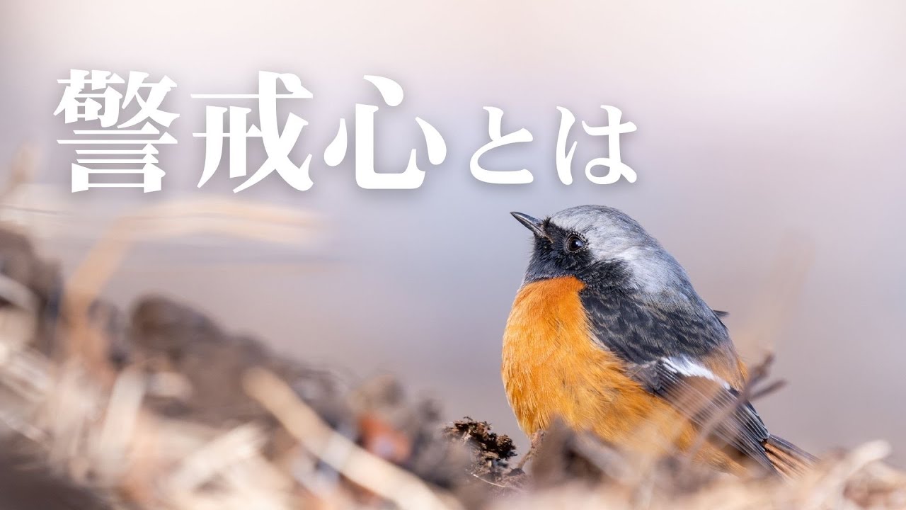 近すぎる...近すぎるってぇぇぇ‼︎‼︎‼︎《α6700野鳥撮影》