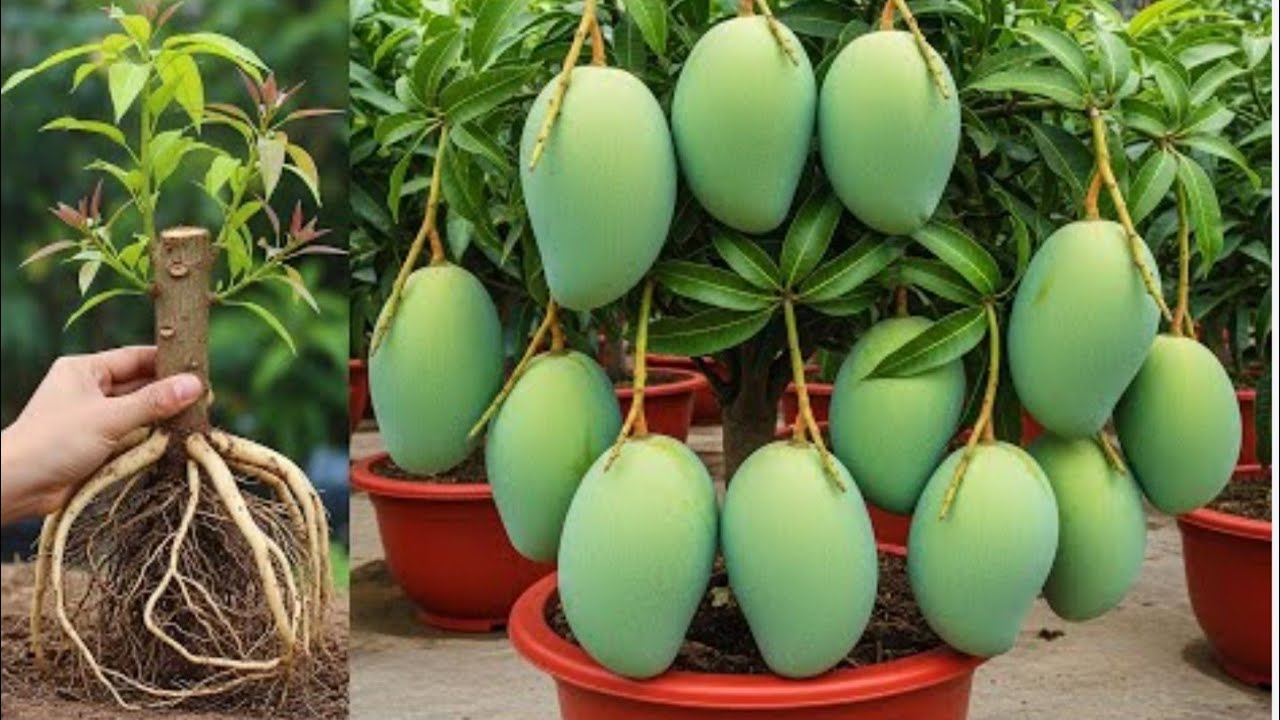 | ഇപ്പോൾ ഇതുപോലെ ചെയ്താൽ രണ്ടാം വർഷം മാങ്ങ കിട്ടും | Grafting | Budding | Rooting | Wayanad kitchen