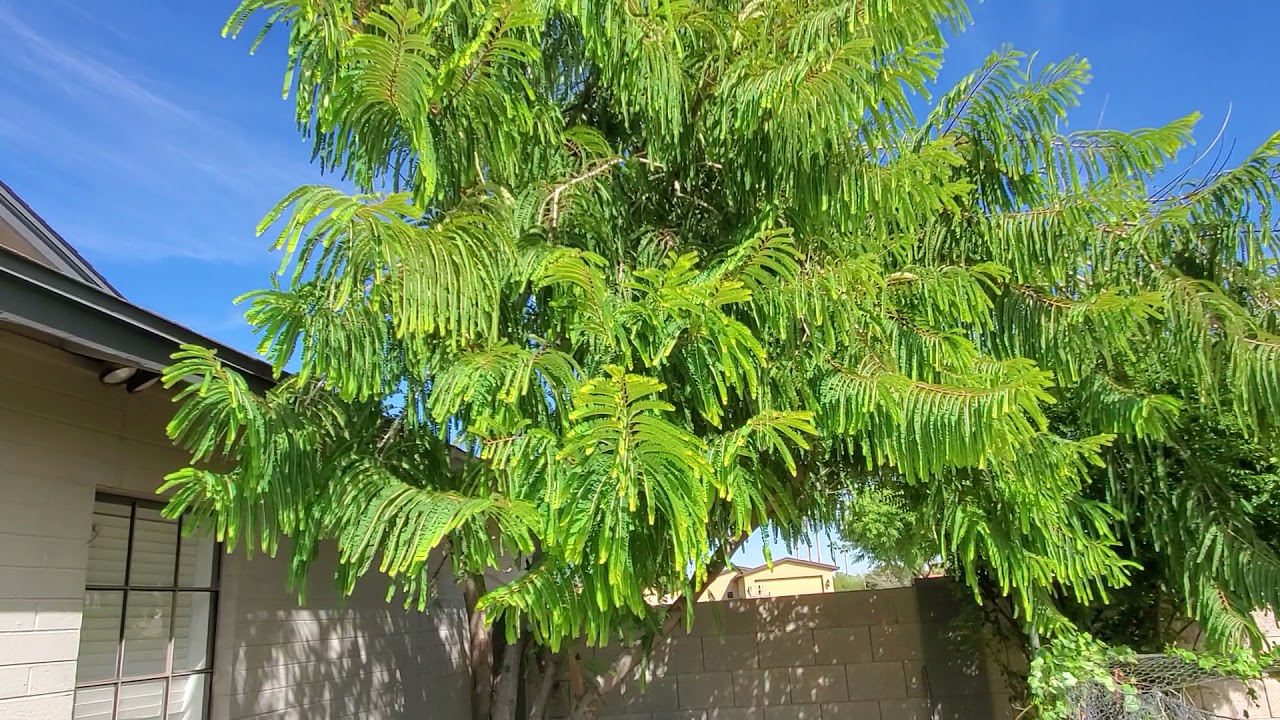 40yr old example of an Indian Gooseberry/Amla tree in Phoenix AZ
