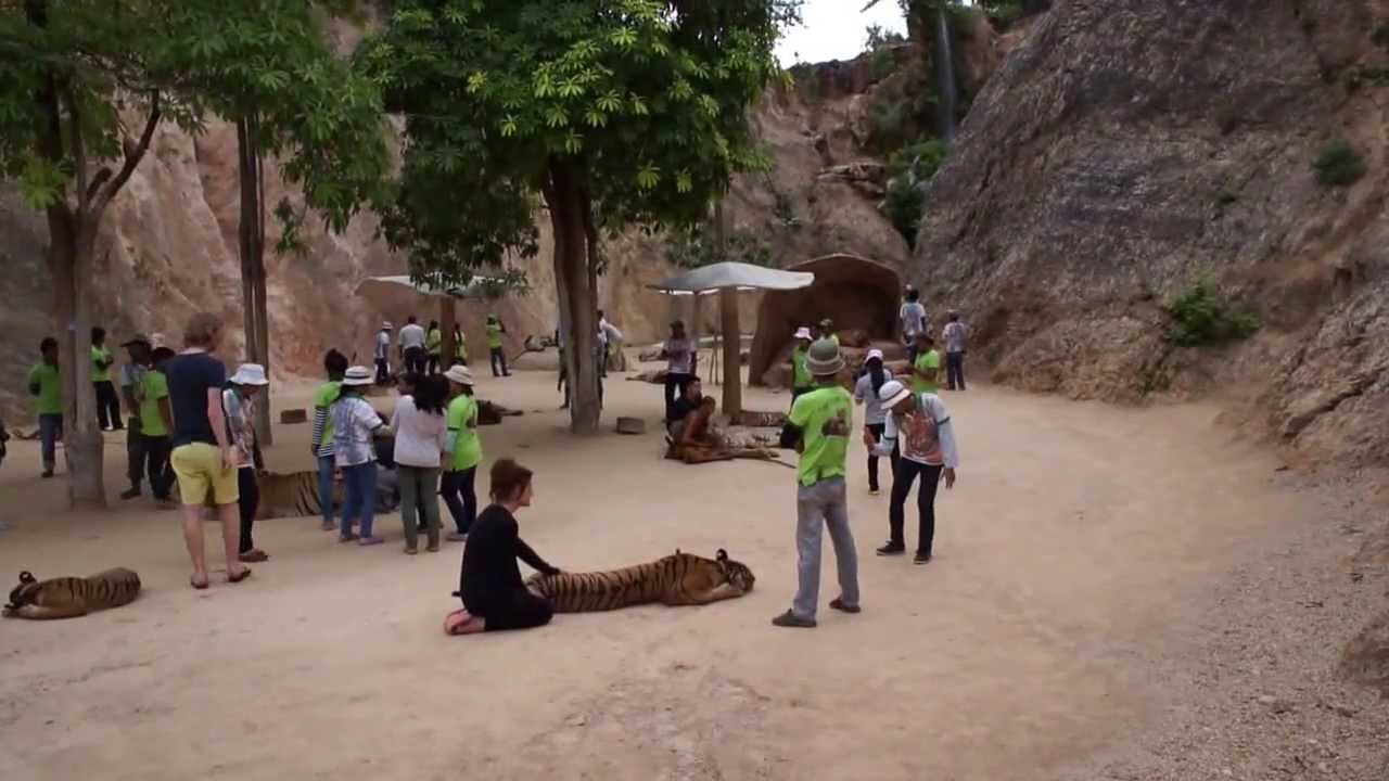Tiger Temple in Thailand - Video 1/2
