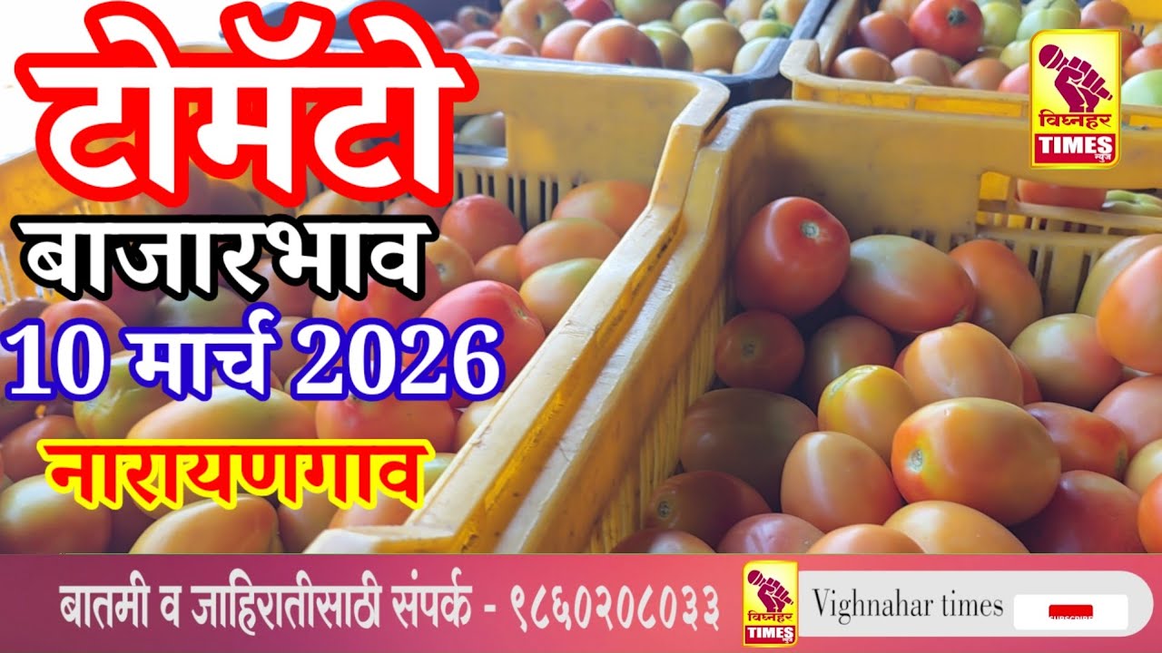 नारायणगाव टोमॅटो मार्जेट l दि. 10 मार्च 2026 रोजी पहा काय मिळाला बाजारभाव?