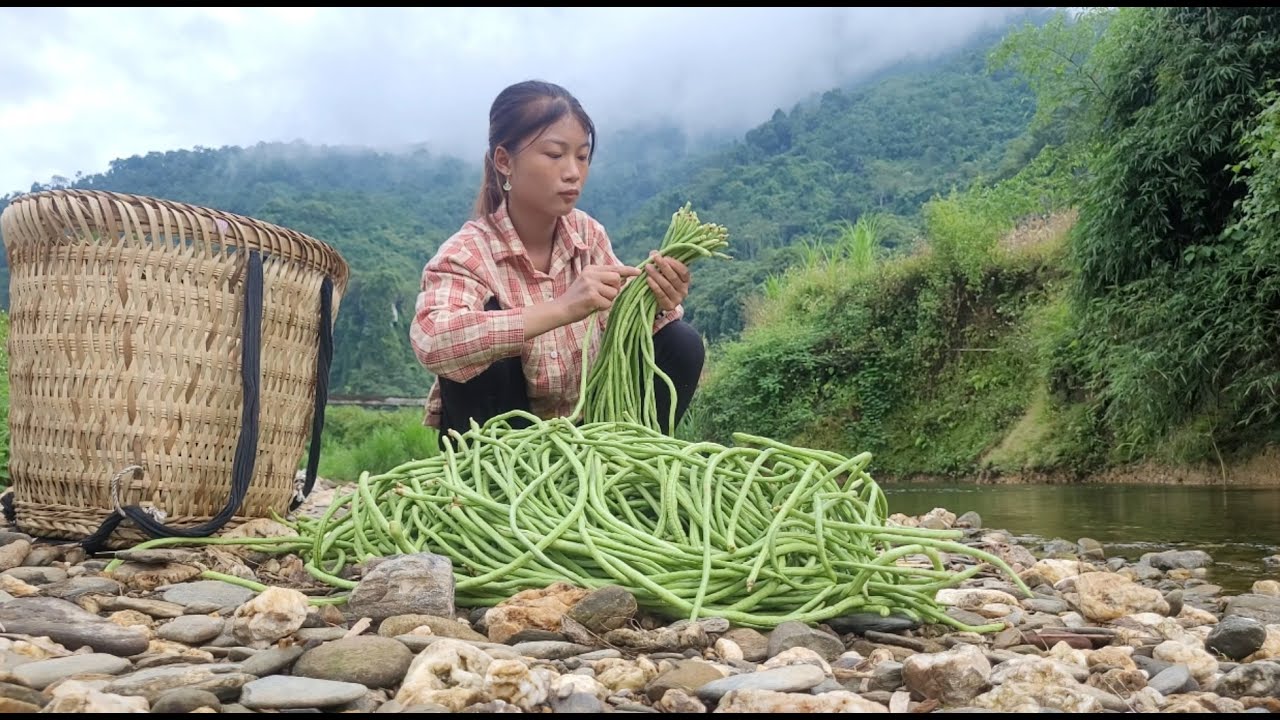 Picking beans to sell at the market, gardening and preparing to grow vegetables