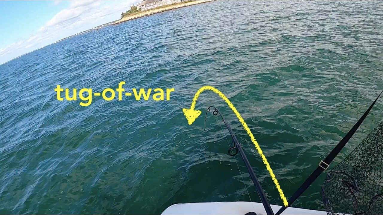Fishing for TAUTOG (BLACKFISH) with Green Crabs [Cape Cod, MA]