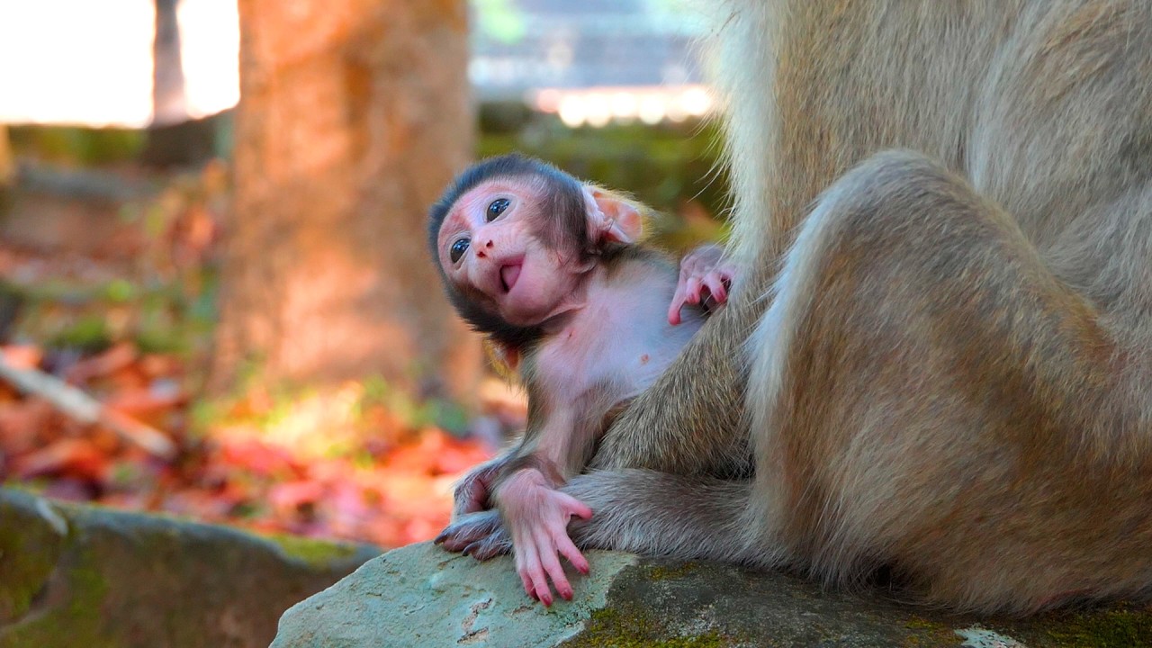 Cute baby