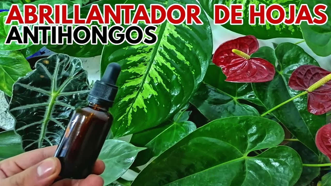 abrillantador de hojas  antihongos e insecticida casero CHUYITO JARDINERO