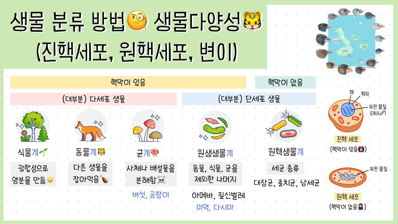 [중① 2단원] 2강. 생물 분류 체계🧐┃진핵 세포, 원핵 세포┃변이┃생물다양성🐯