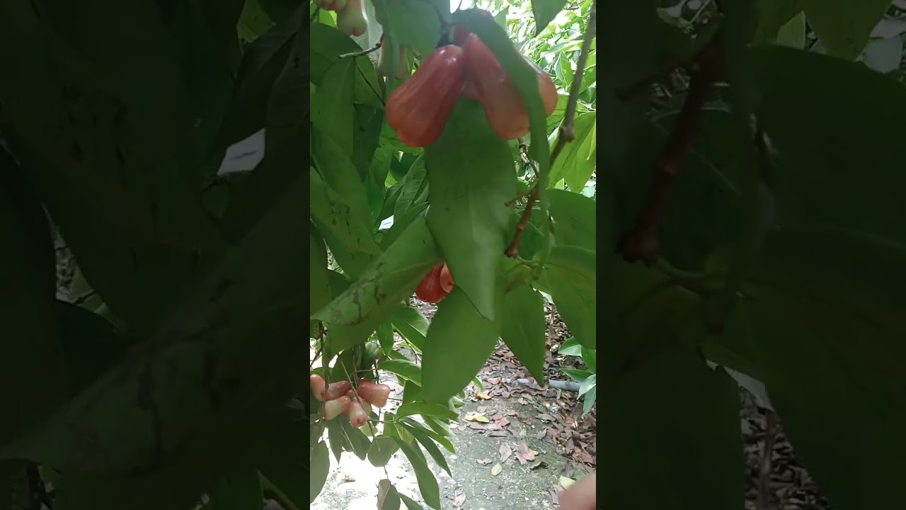 Vườn mận an phước mang trái đó rực cả vườn 
