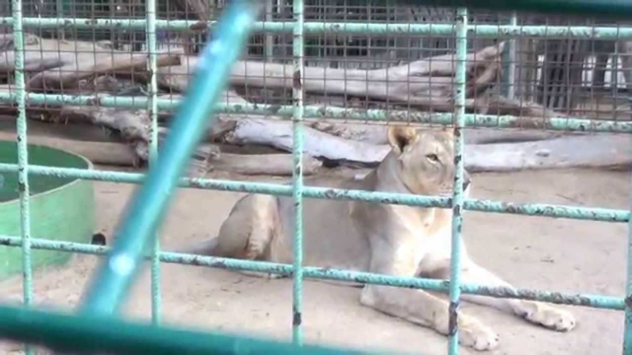 Sutara Arian at Dubai Zoo