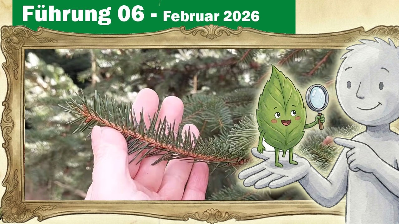 Botanik-Führung 06 - Teil 3 - Immer- & Wintergrüne Pflanzen (Nadelbäume, Immergrün und Co)