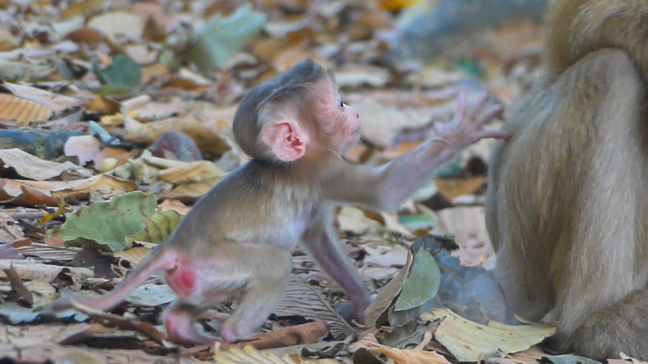 The Tiniest Steps of gorgeous newborn Rina Monkey&rsquo;s First Walkabout, Rose tests Rina strength