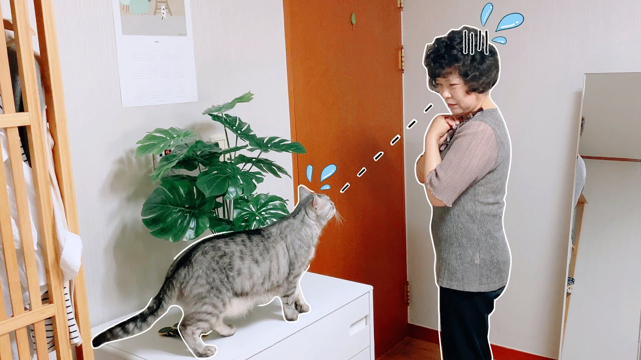 Korean Mom Who HATES CATS Meets Our Cat + Sees Our Seoul Apartment for the First Time!