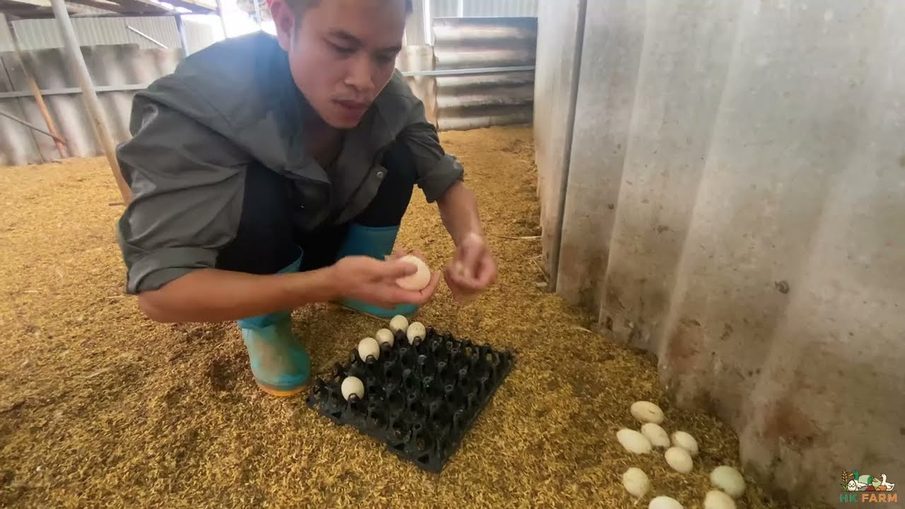 Daily Life at HK Duck Farm | Why Do I Still Smile After All This Work?