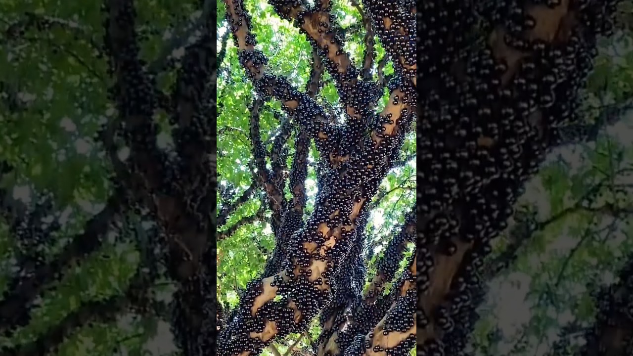 Grape trees bearing heavy fruit ready to be harvested #grapetree #brazilgrapes