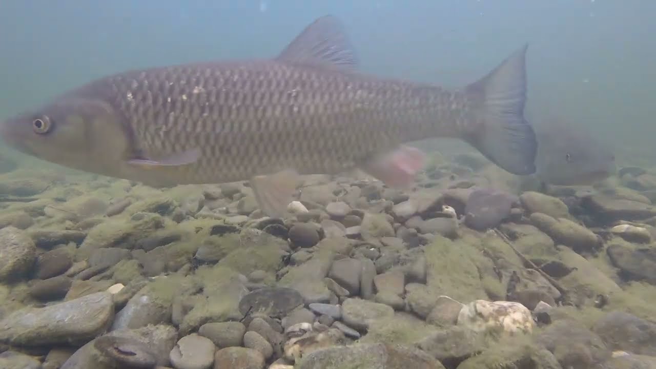 Afonydd Cymru - Caring for Welsh Rivers