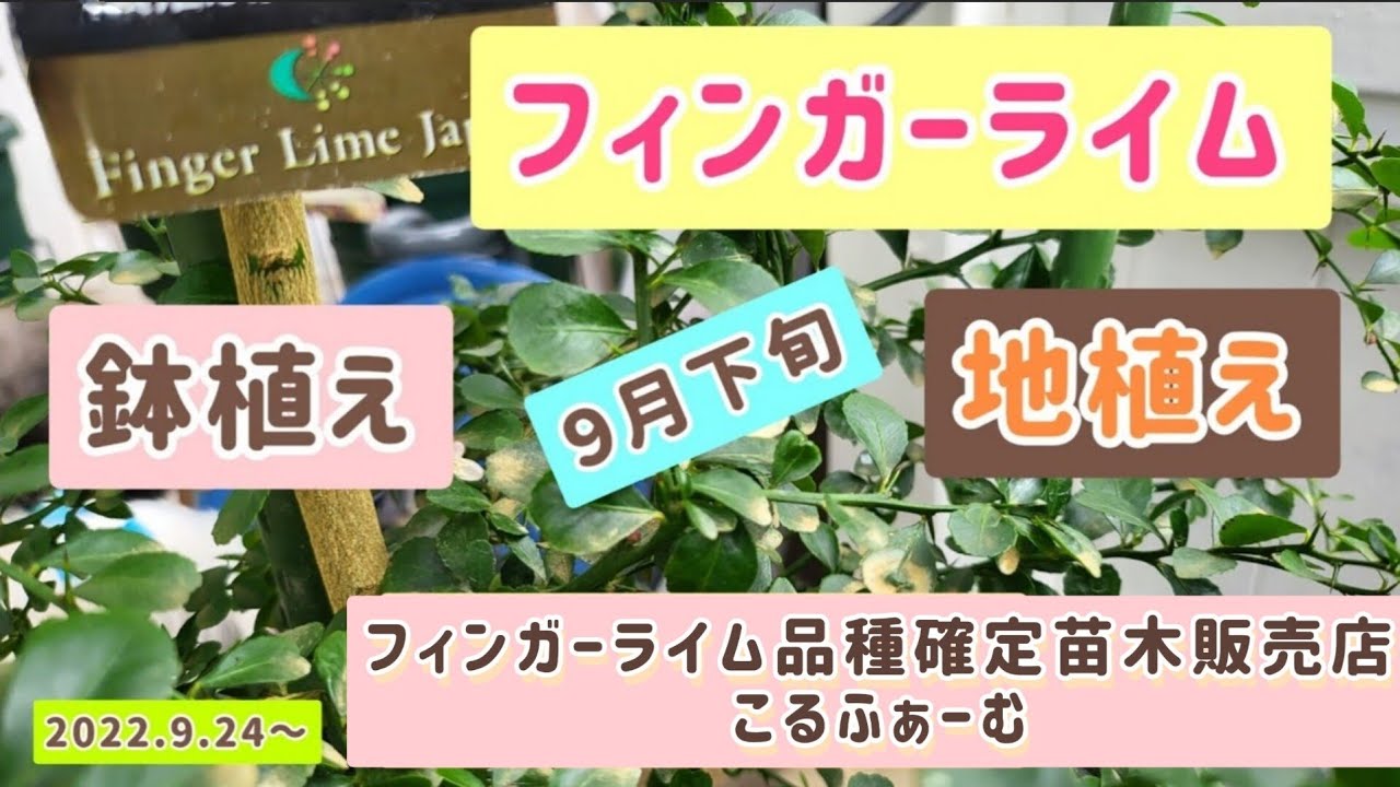 【フィンガーライム】 地植え 鉢植え ９月下旬の様子🤗