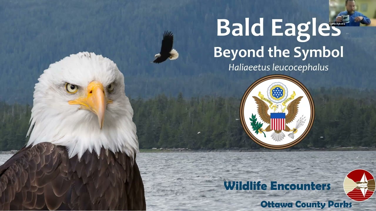 Bald Eagles: Beyond the Symbol
