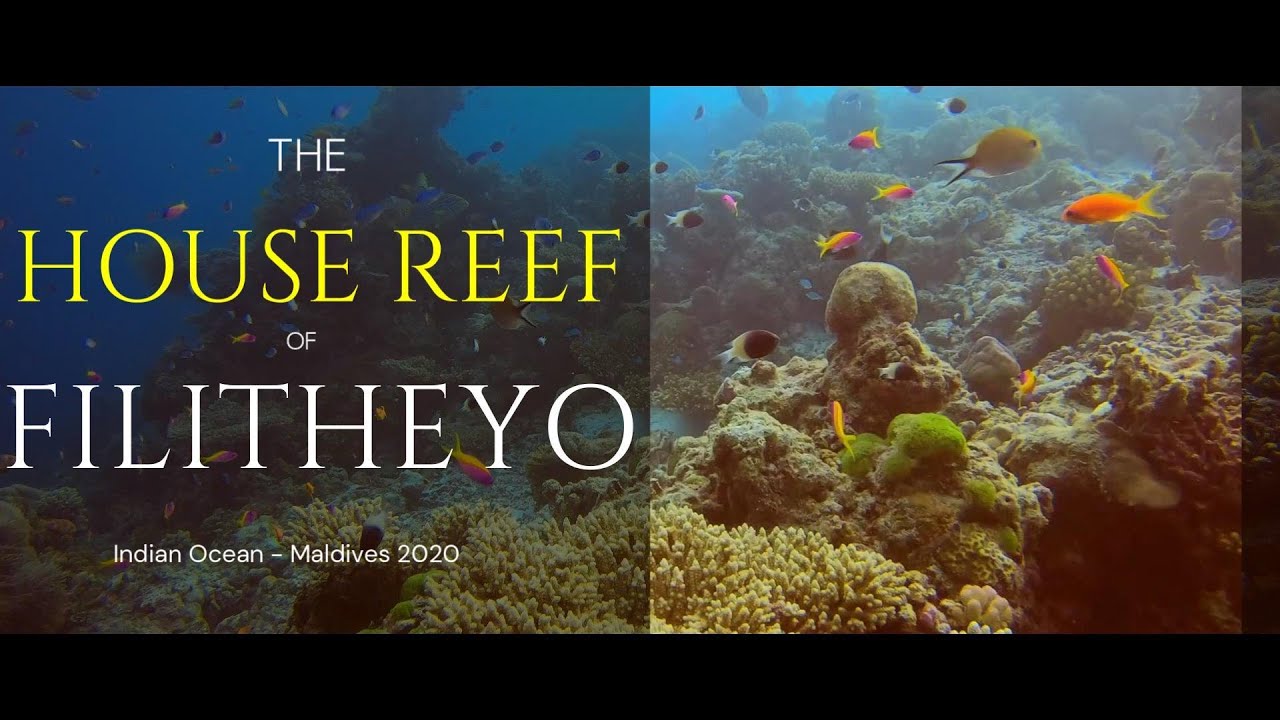 The House Reef of Filitehyo - Best independant Dives !