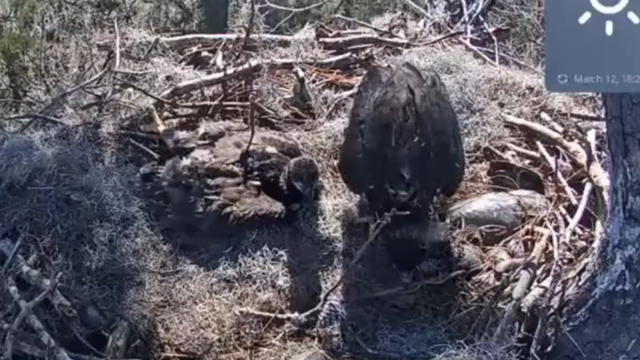 Big eaglet playing with a stick | Kisatchie National Forest E-1 | Mar 12, 26