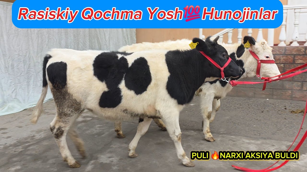 ☎️910567270✅️#3 BOSH🔥HUNOJIN PULI YENGILLARI POLVONLARDAN #dangalsavdo #chorva #cow #zotmol #mol 