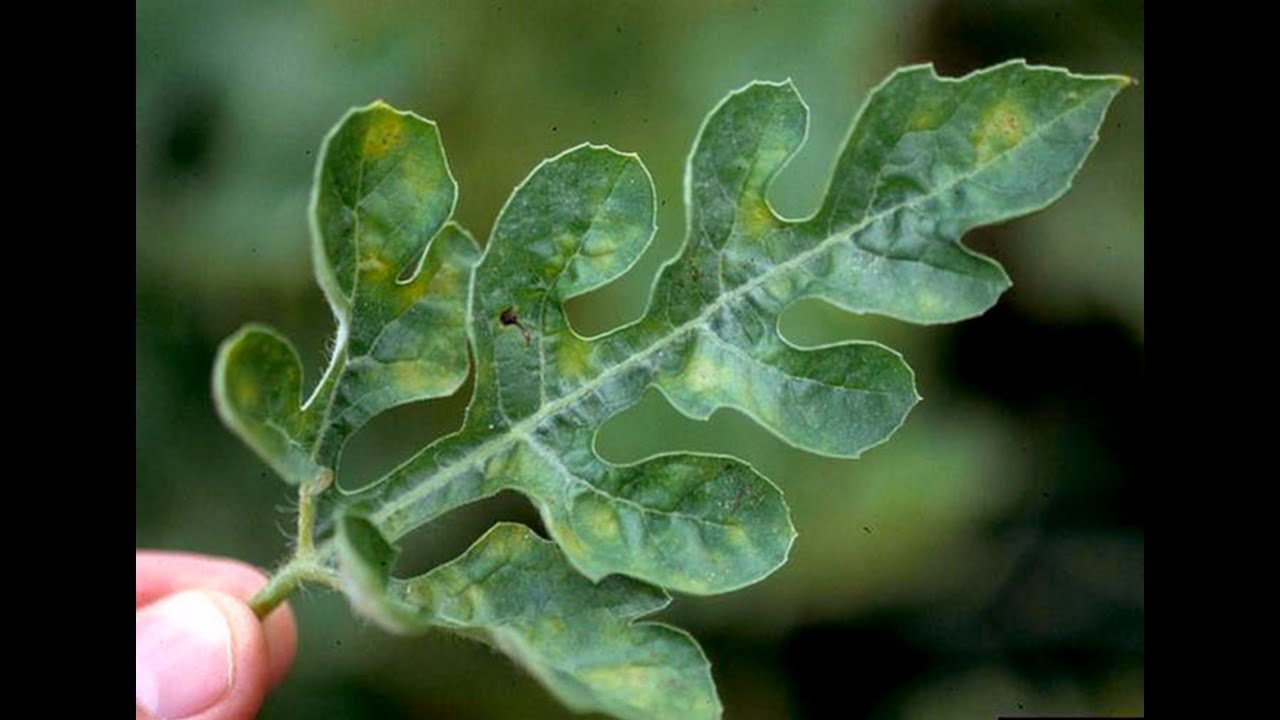 Identifying and Treating Watermelon Diseases