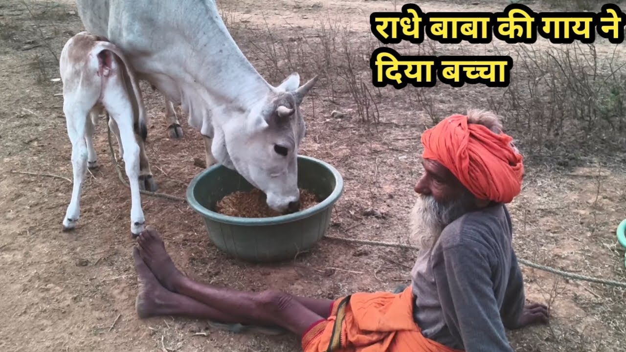 चित्रकूट के सिद्ध संत राधे बाबा की गाय ने दिया बच्चा।।