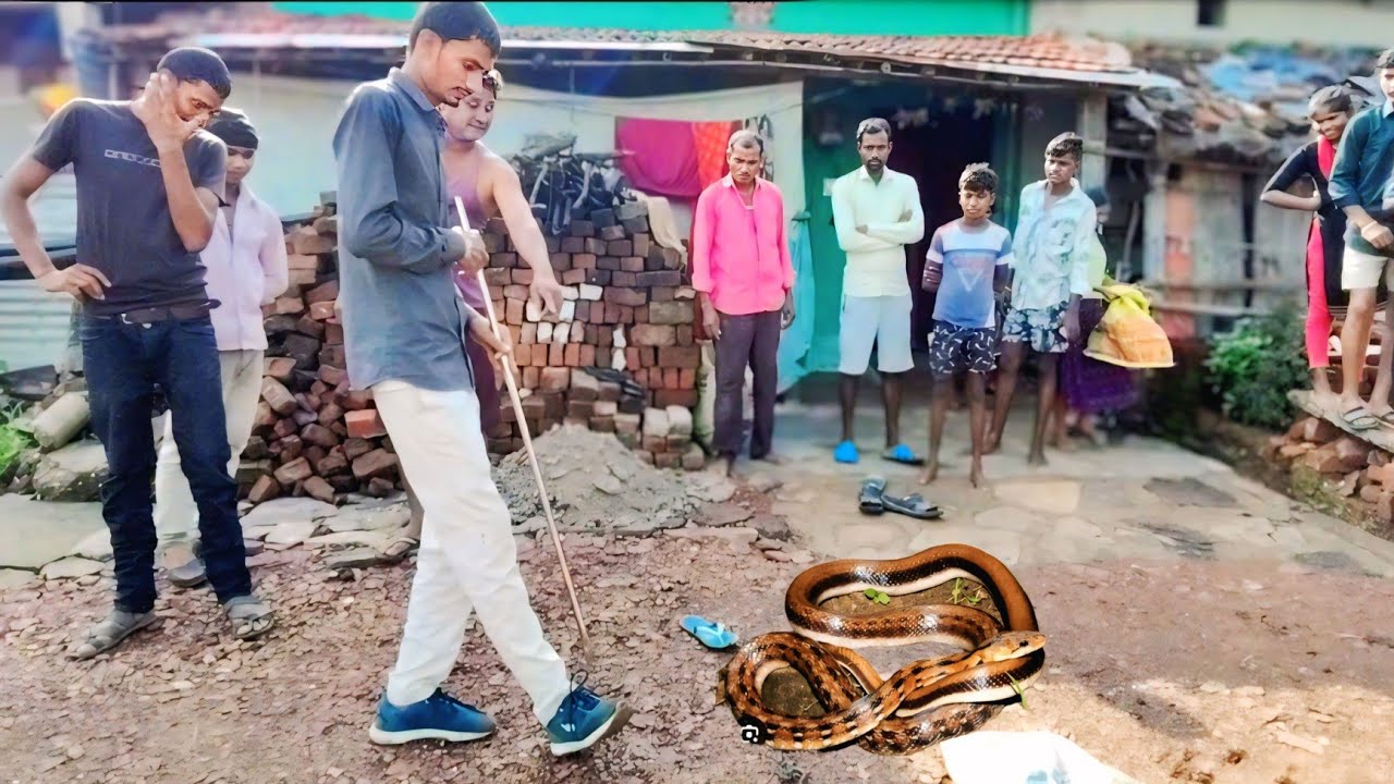 बनसुंदरी भारत का सबसे अलग और दुर्लभ सांप। Trinked snake 🐍