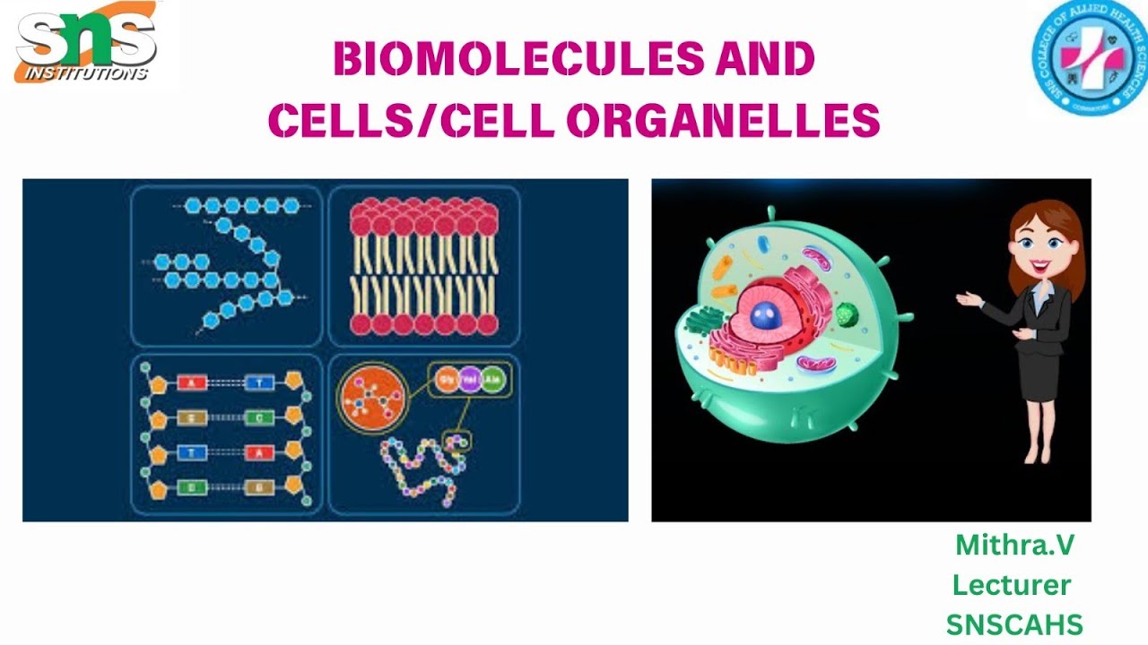 Cells/CellOrganelles📸/Biochemistry/SNS Institutions#snsinstitutions#snsdesignthinkers#designthinking