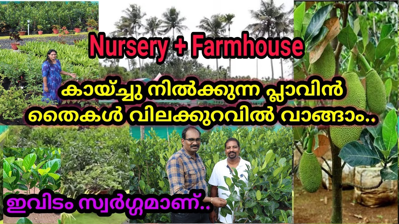 തൃശ്ശൂർ ജില്ലയിൽ എല്ലാ ഫലവൃക്ഷങ്ങളും കുറഞ്ഞ വിലയിൽ ലഭിക്കുന്ന നഴ്സറി/ വലിയ പ്ലാവിൻ തൈകൾ/Elma Gardens