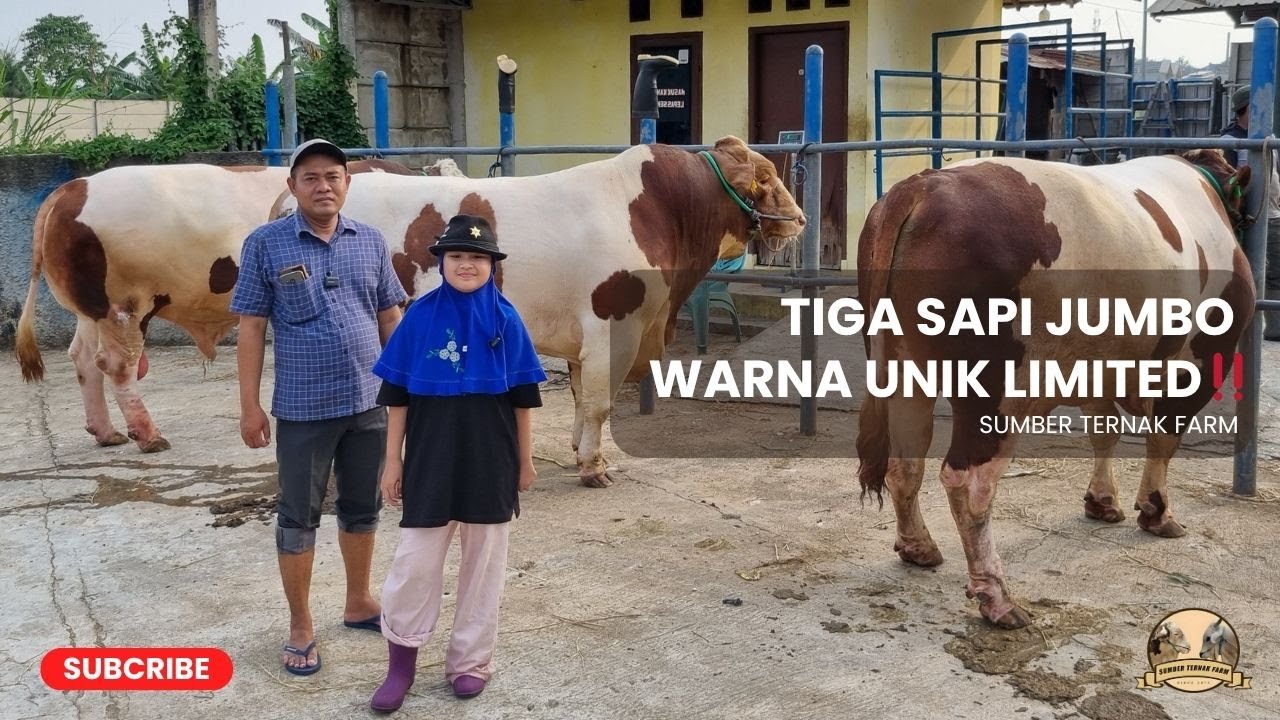 SAPI-SAPI RAKSASA DENGAN WARNA UNIK‼️| SUMBER TERNAK FARM