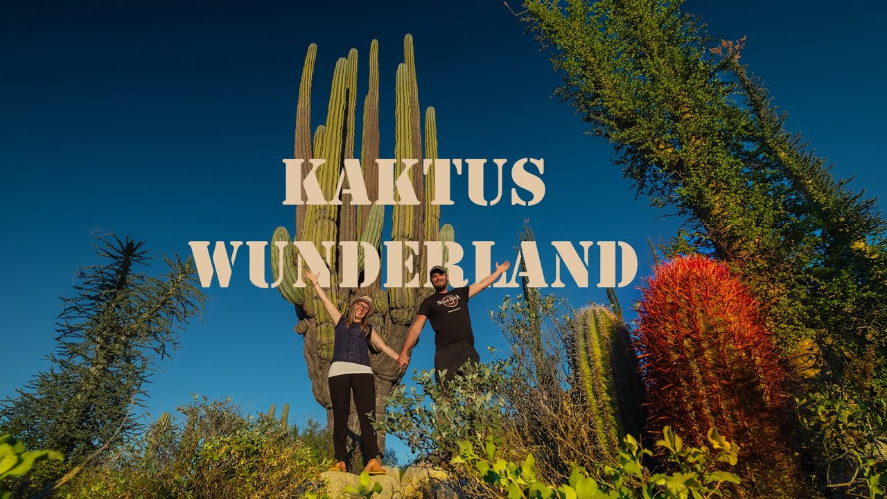 Wildcampen im KAKTUS WUNDERLAND | Baja California Eindrücke | S2•E4