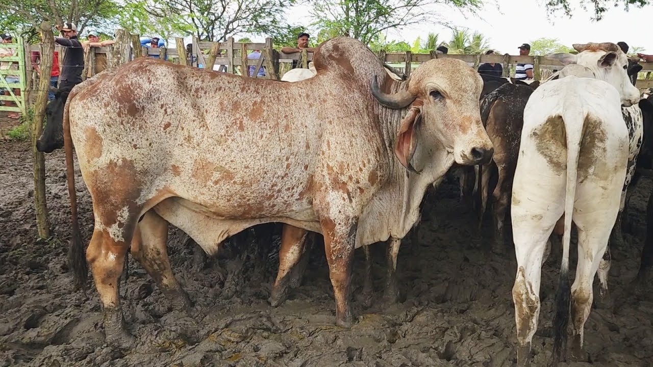FEIRA DO GADO EM ALTINHO-PE  23-08-2-25 #nordeste
