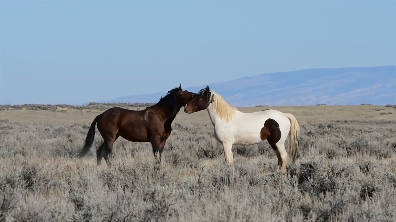 Autumn Clash - McCullough Peaks Wild Horses