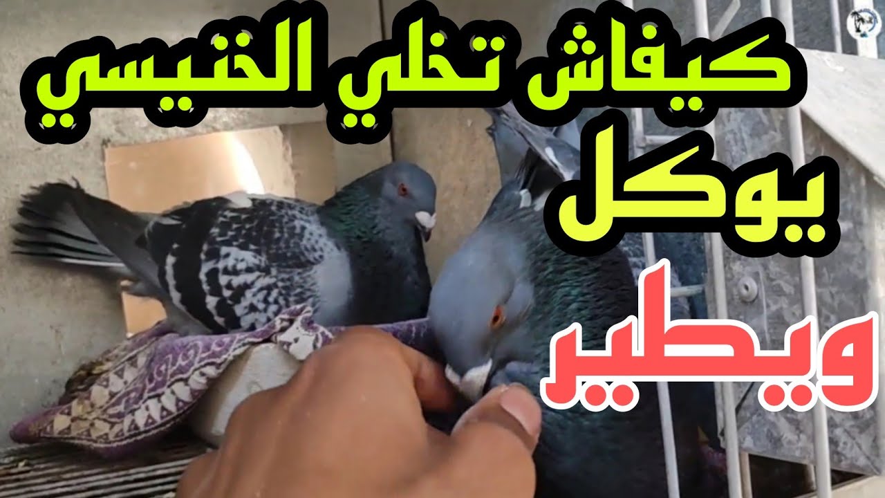 كيفاش تخلي حمام الخنيسي يوكل و يطير بلى حمام الزاجل في التوكال او حمام الزينة معلومات مهمة للمبتدئين