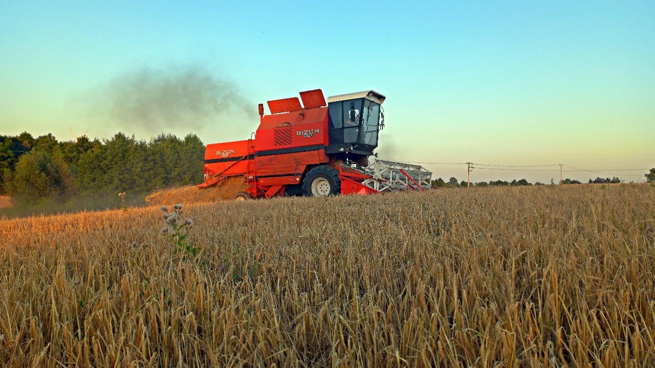 Bizon Rekord 5058 / 5,10 metra / Eksport do Danii / Jęczmień 2024 - (Engine Sound) 🔥🔥 !!!