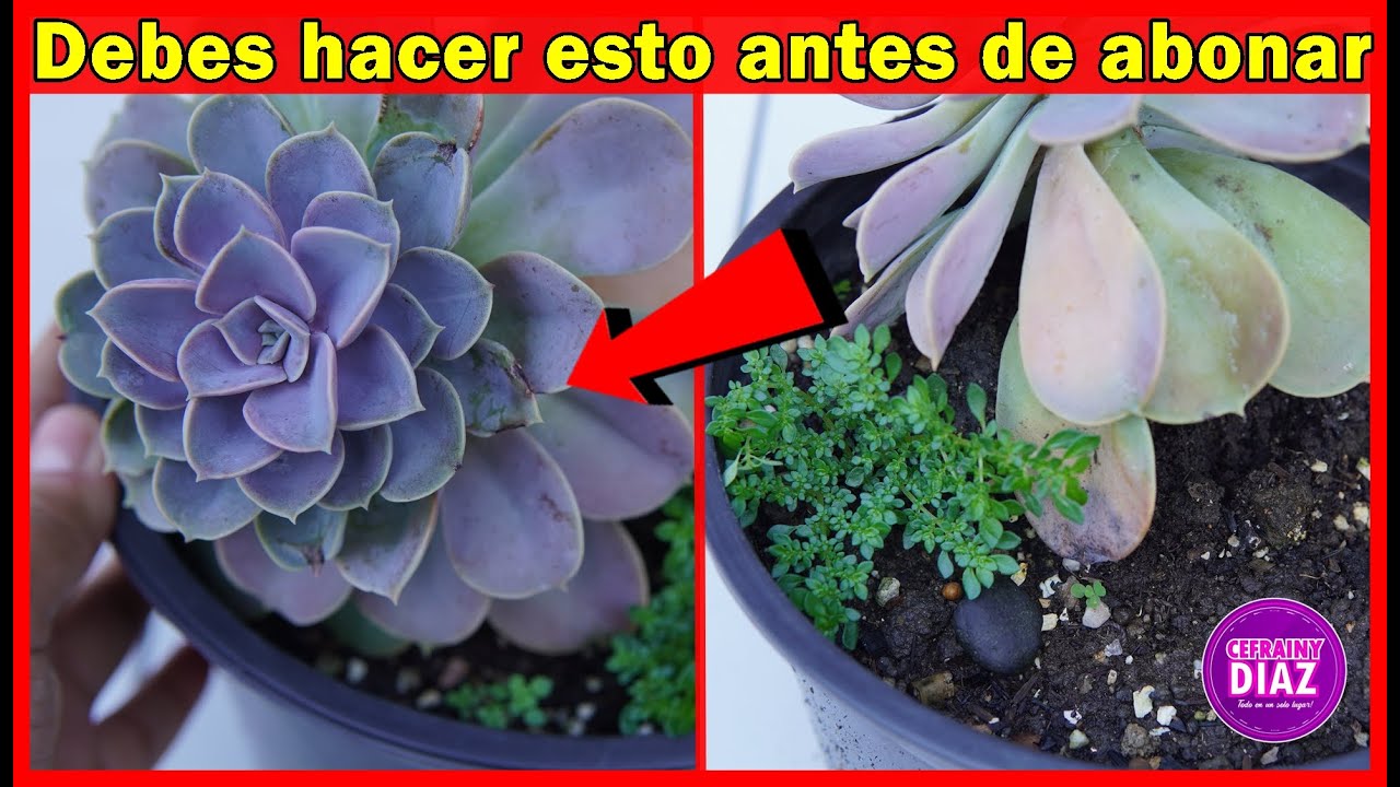 Nunca ABONES tus PLANTAS sin antes hacer esto - CEFRAINY DIAZ
