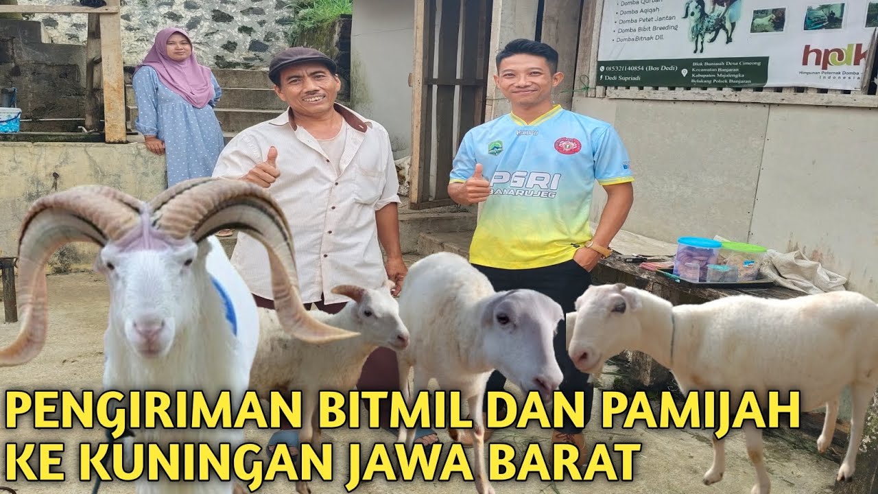 CEK‼️HARGA PENGIRIMAN BIBIT HAMIL UNGGUL DOMBA GARUT DAN PAMIJAH KE KUNINGAN JAWA BARAT