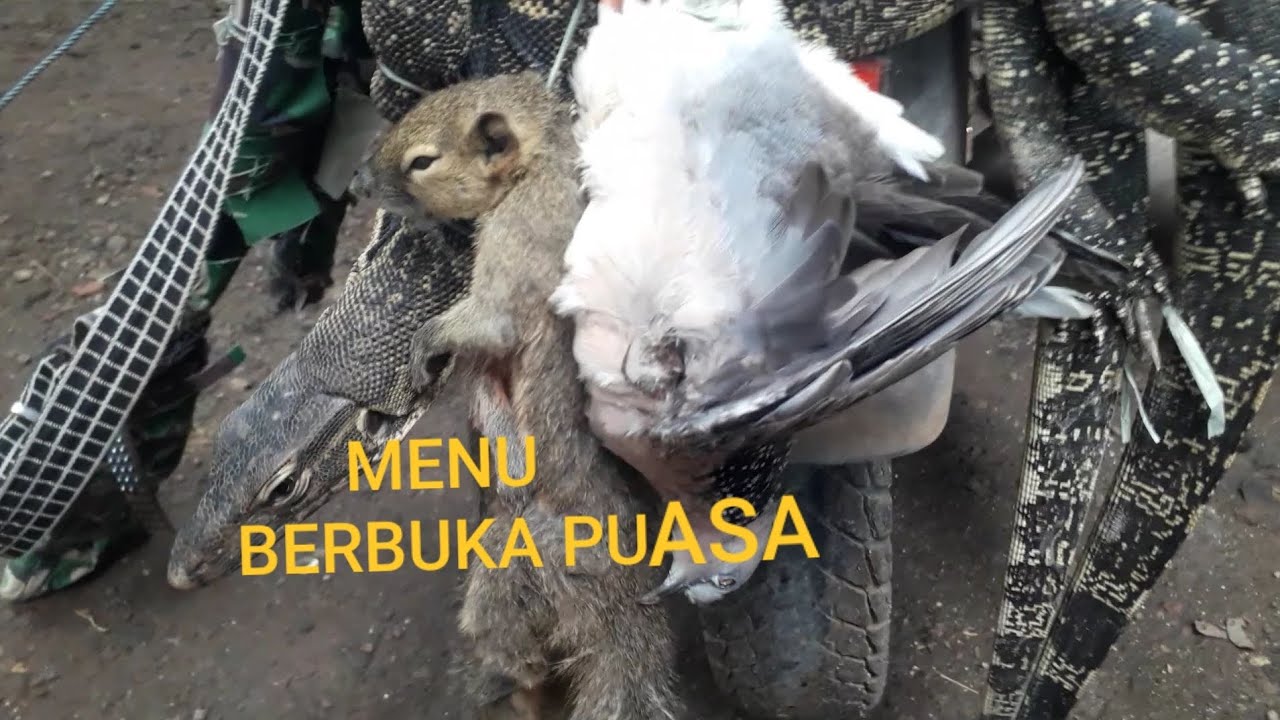 Berburu Biawak Dihutan Dapat Bonus Tupai Dan Burung Derkuku#121