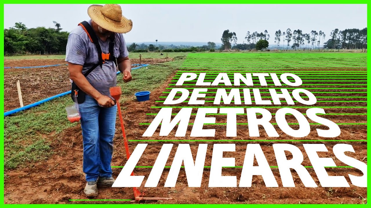 Plantio de milho por metros lineares