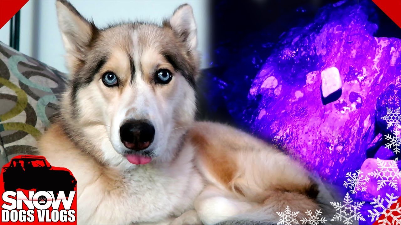 Tongue out Husky and Glowing Rocks