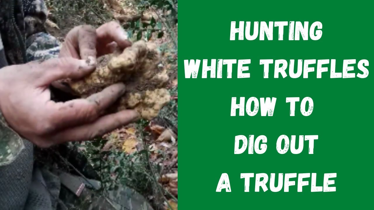 How to Hunt White Truffles -  Digging Out a Truffle