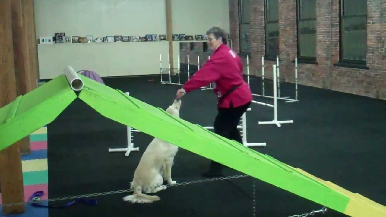 moxie 1st agility class Nov 2012